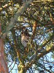 FZ011055 Long-eared owl (Asio otus) in tree.jpg